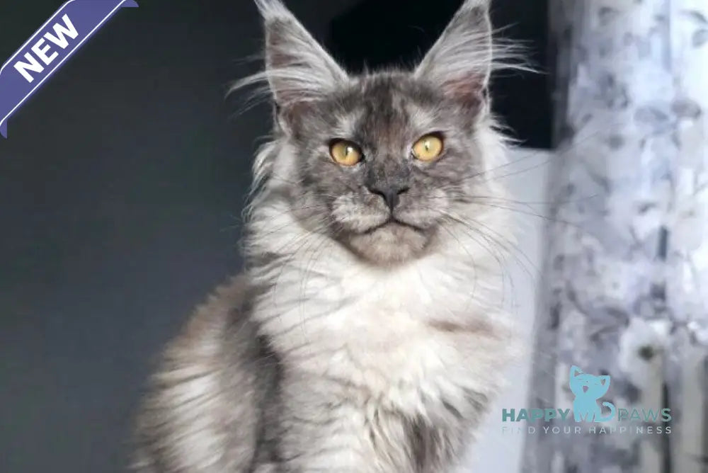 Walkiria Maine Coon female black silver live animals