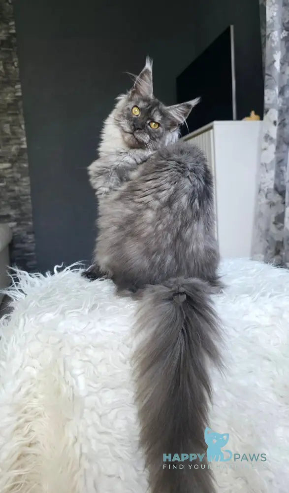 Walkiria Maine Coon female black silver live animals