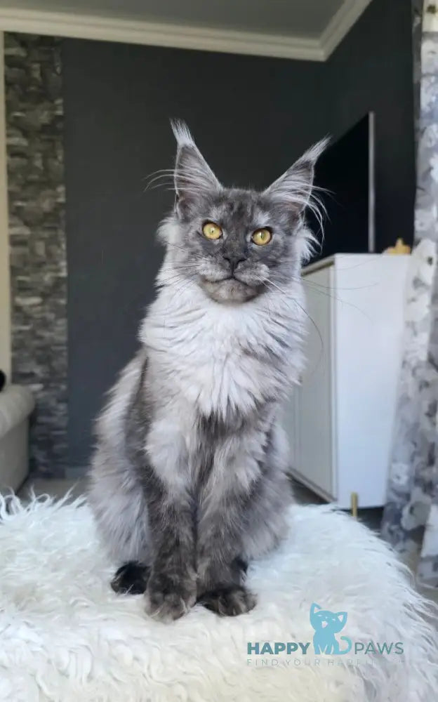 Walkiria Maine Coon female black silver live animals