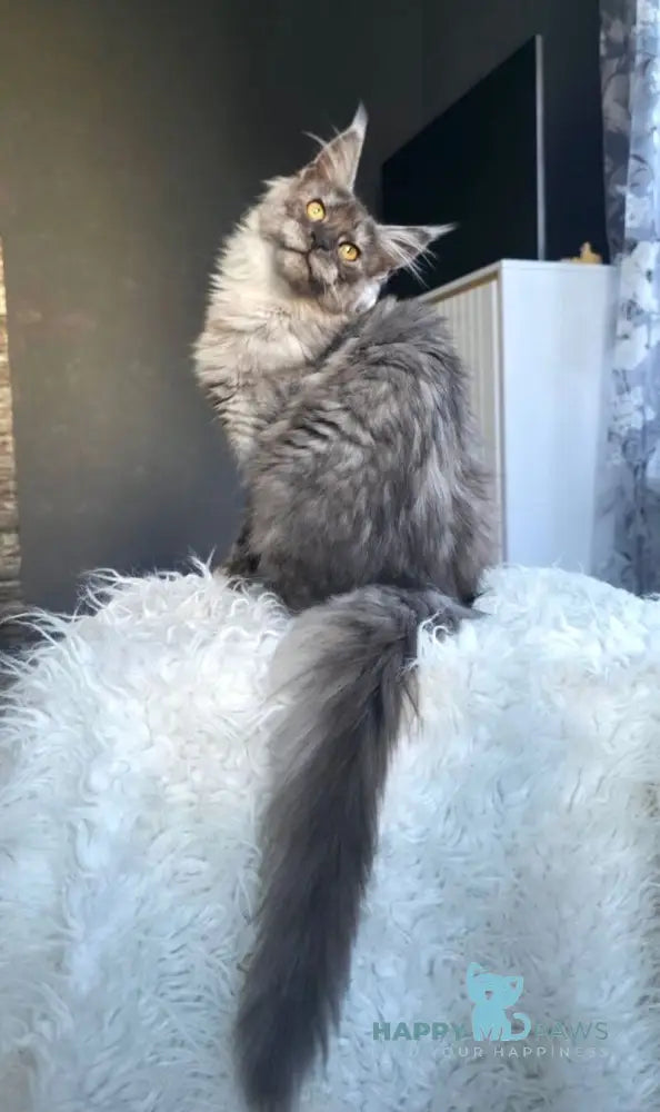 Walkiria Maine Coon female black silver live animals
