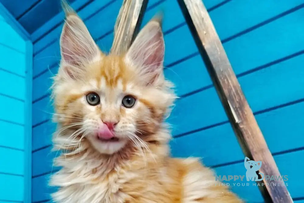 Wall-e Maine Coon male red live animals