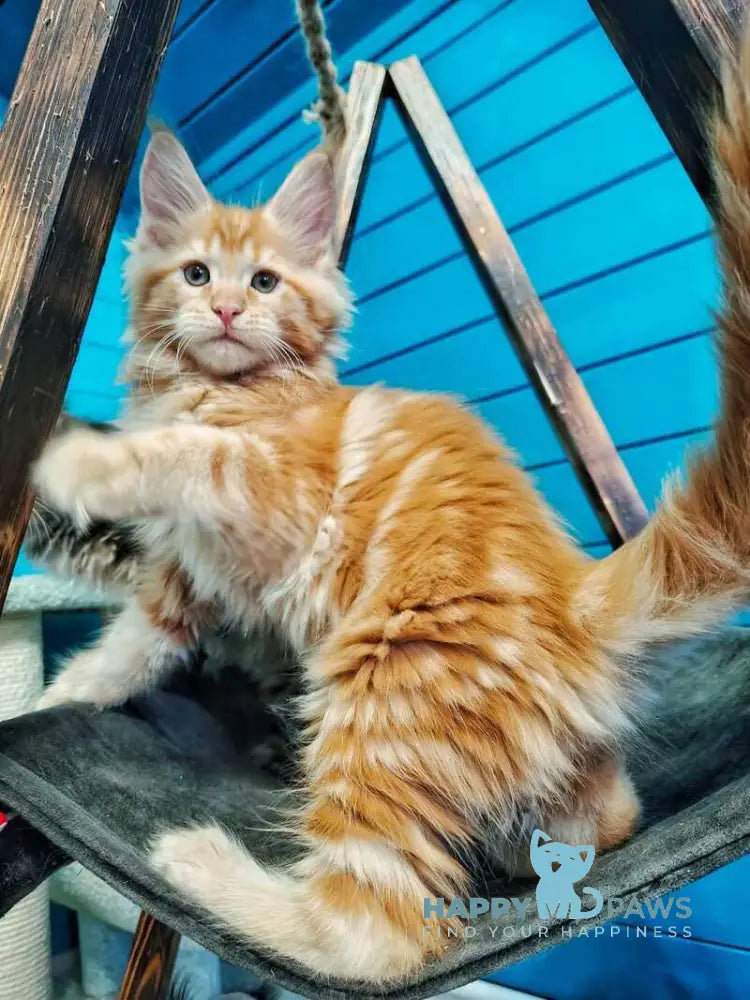 Wall-e Maine Coon male red live animals