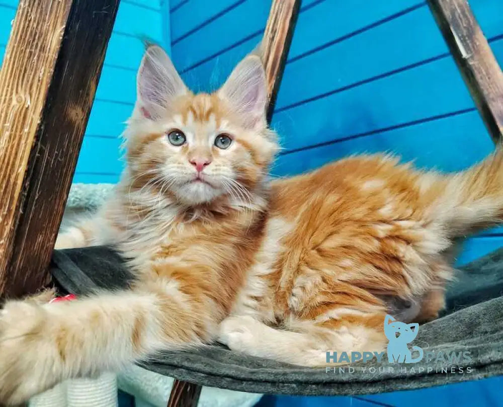 Wall-e Maine Coon male red live animals
