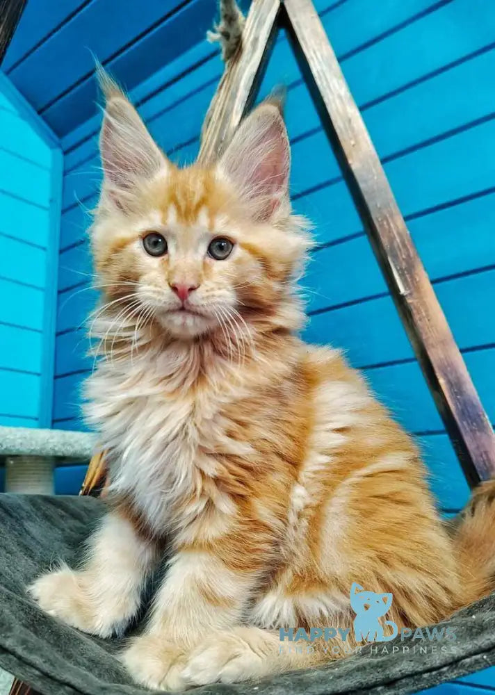Wall-e Maine Coon male red live animals