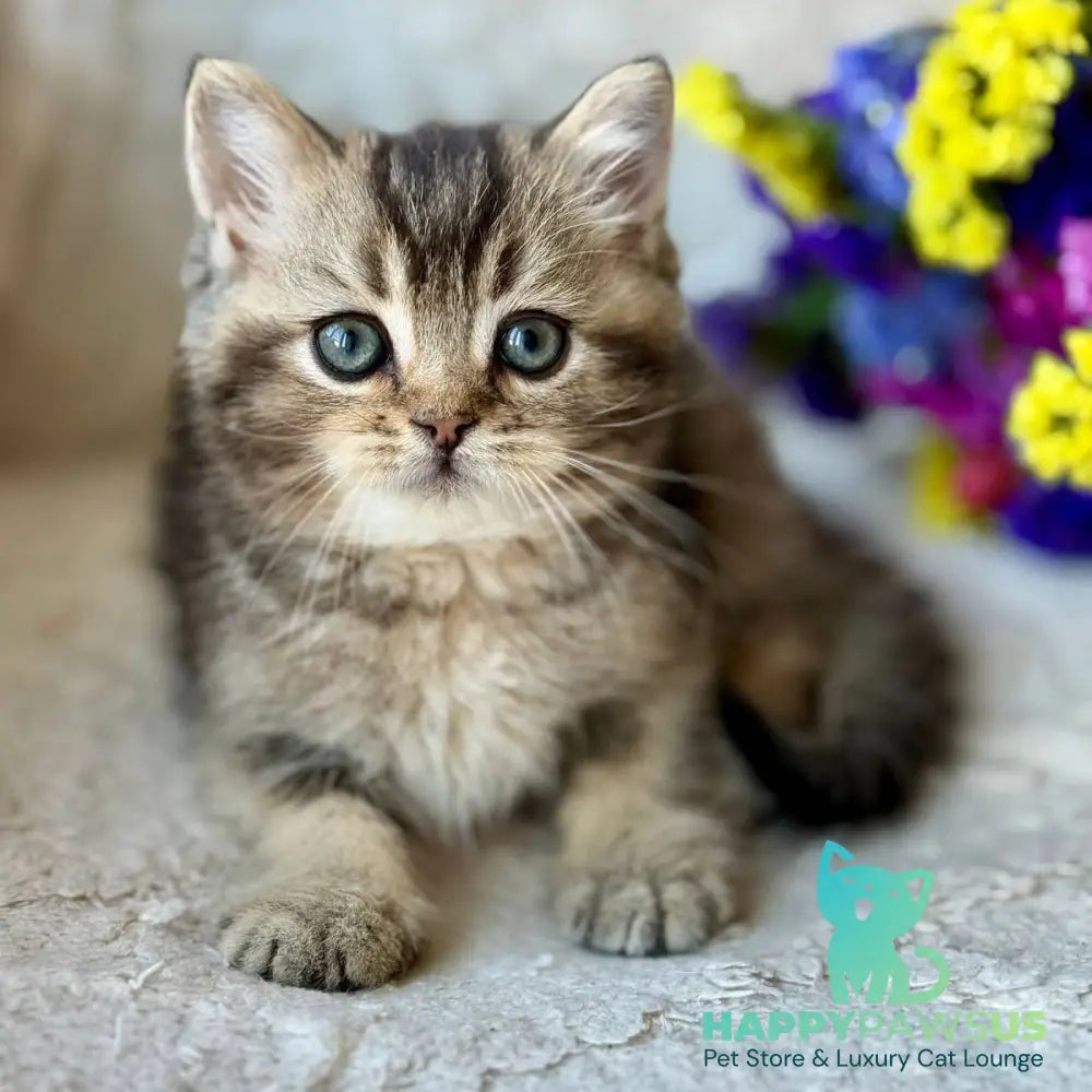 Wally British Shorthair male black ticked tabby - live animals
