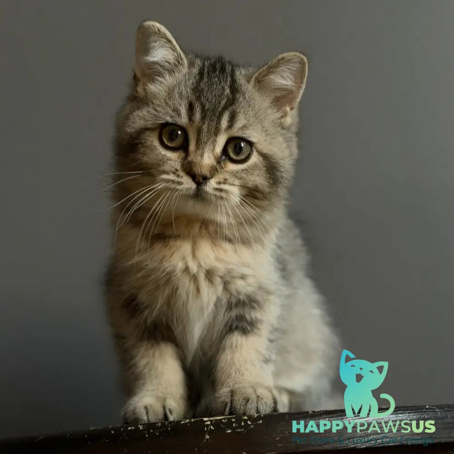 Wally British Shorthair male black ticked tabby - live animals