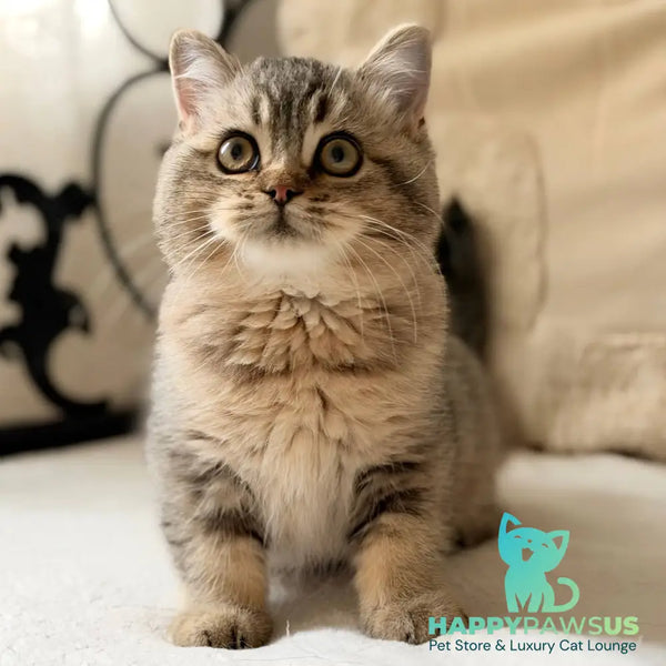 Wally British Shorthair male black ticked tabby - live animals