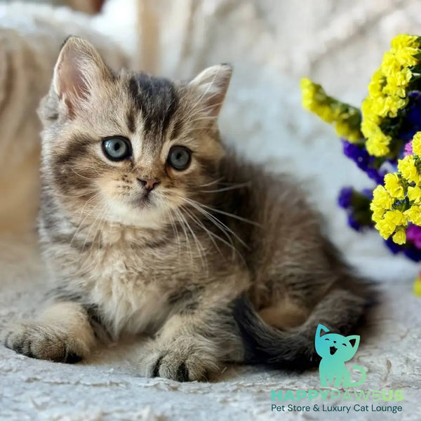 Wally British Shorthair male black ticked tabby - live animals