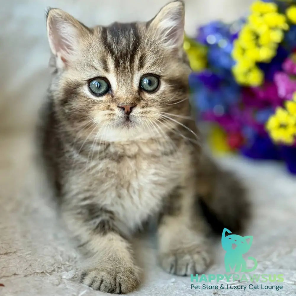 Wally British Shorthair male black ticked tabby - live animals