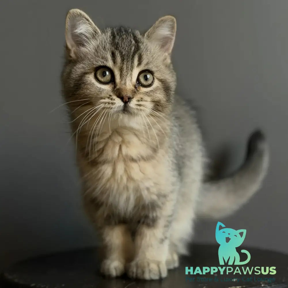Wally British Shorthair male black ticked tabby - live animals