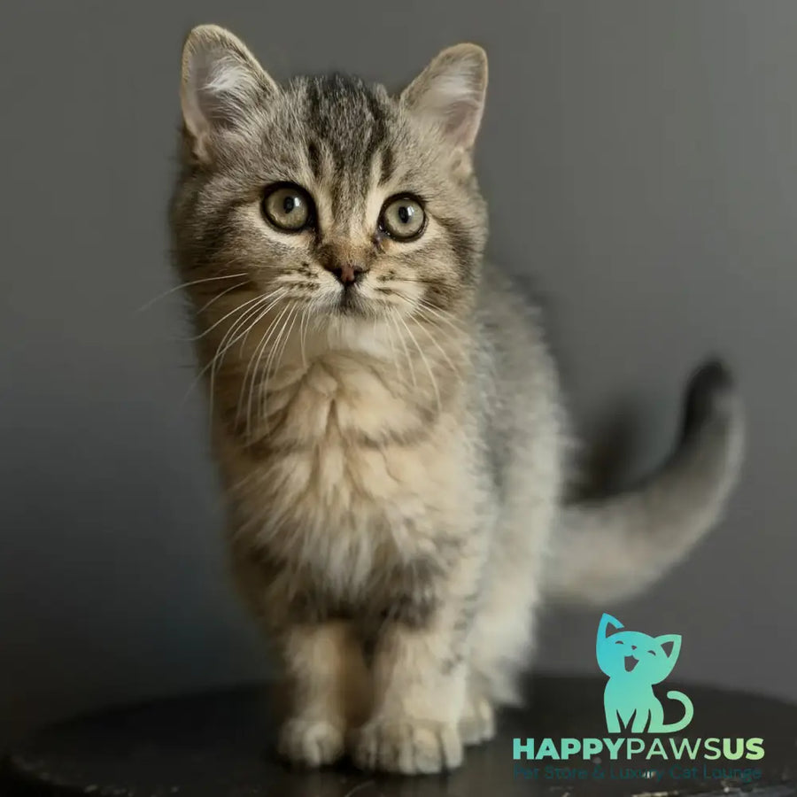 Wally British Shorthair male black ticked tabby - live animals