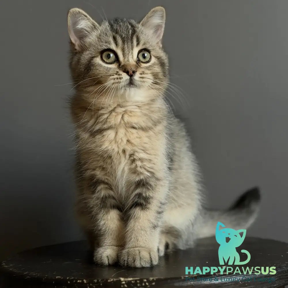 Wally British Shorthair male black ticked tabby - live animals