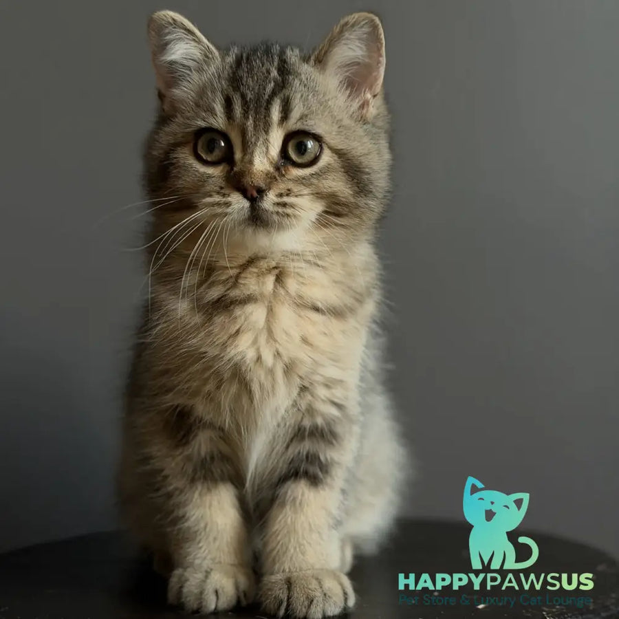 Wally British Shorthair male black ticked tabby - live animals