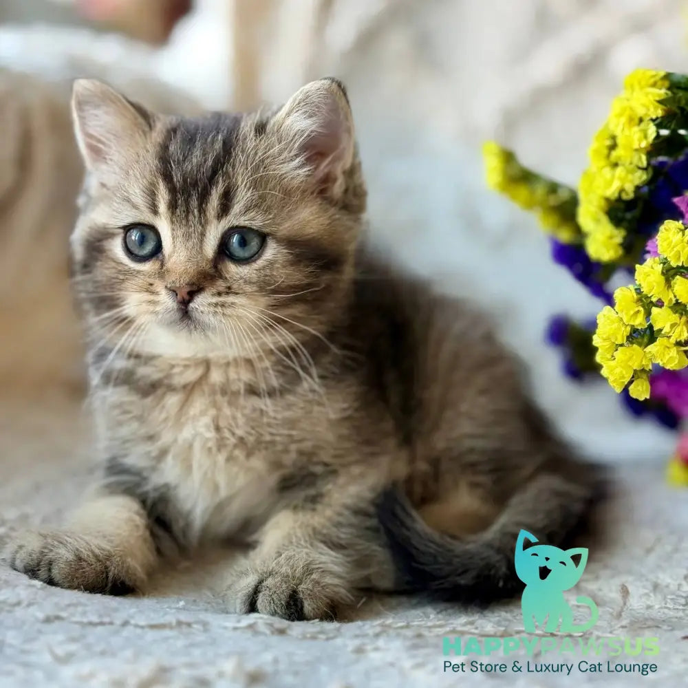 Wally British Shorthair male black ticked tabby - live animals