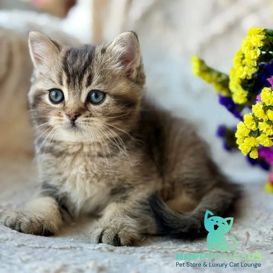 Wally British Shorthair male black ticked tabby - live animals