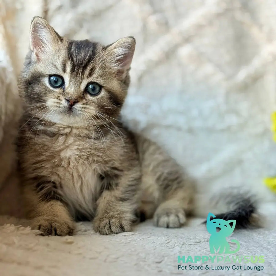 Wally British Shorthair male black ticked tabby - live animals