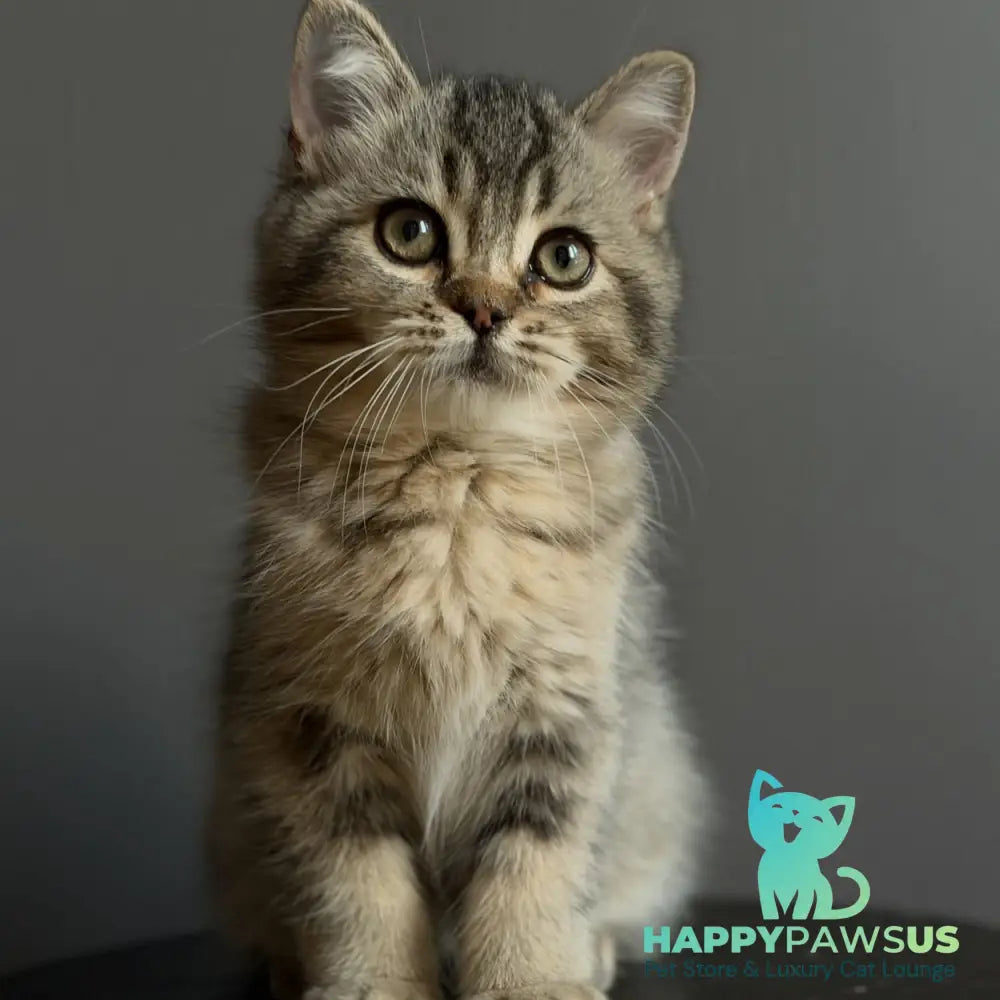 Wally British Shorthair male black ticked tabby - live animals