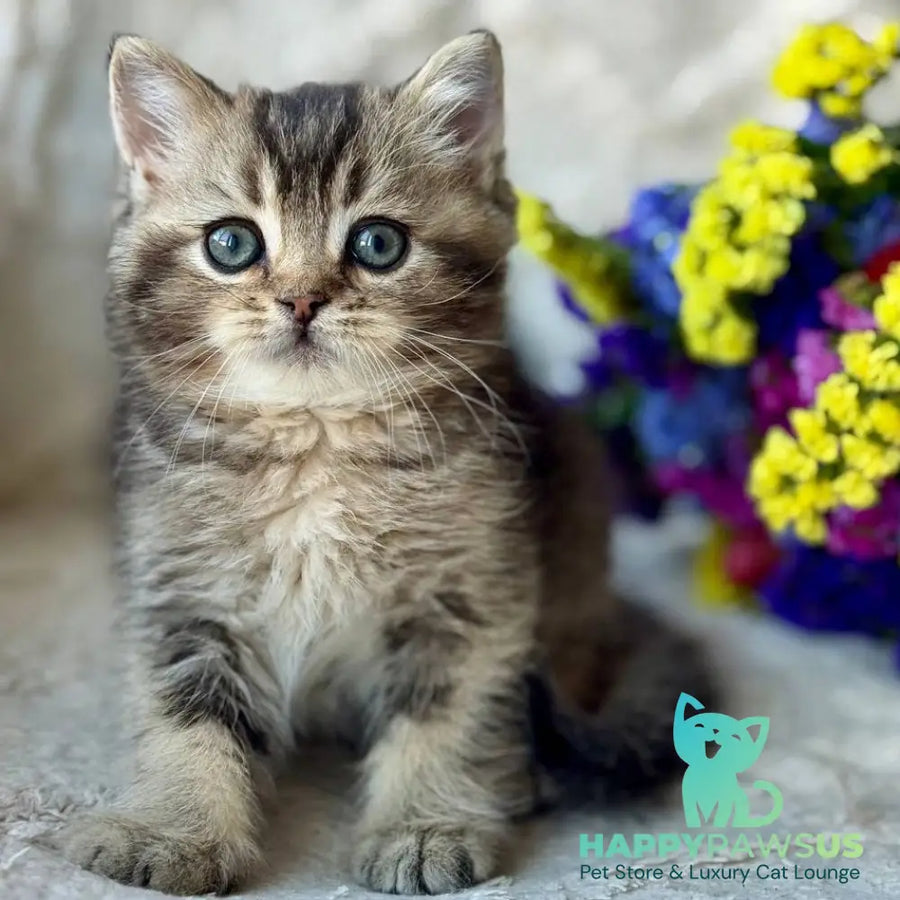 Wally British Shorthair male black ticked tabby - live animals