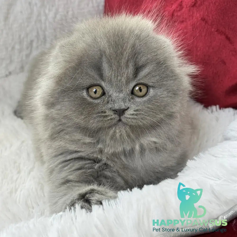 Wally Scottish Fold male blue - live animals