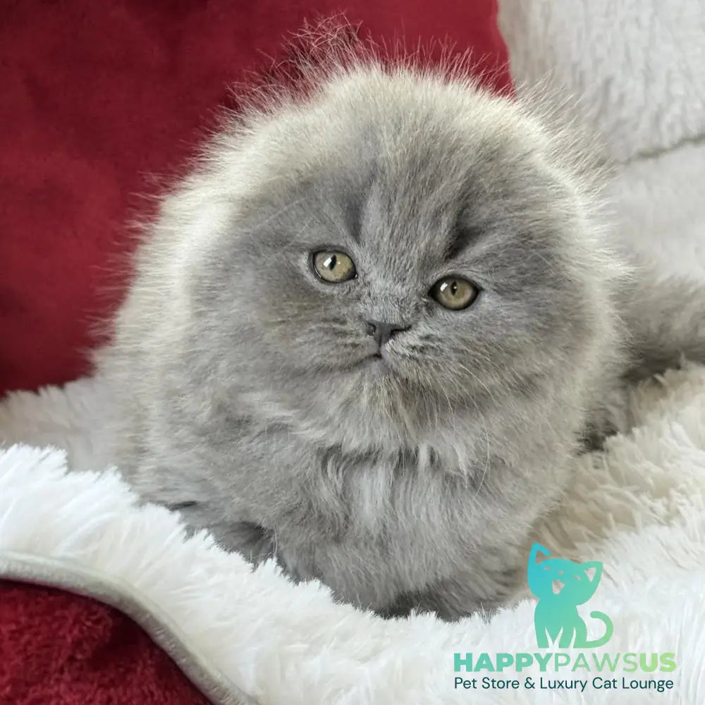 Wally Scottish Fold male blue - live animals