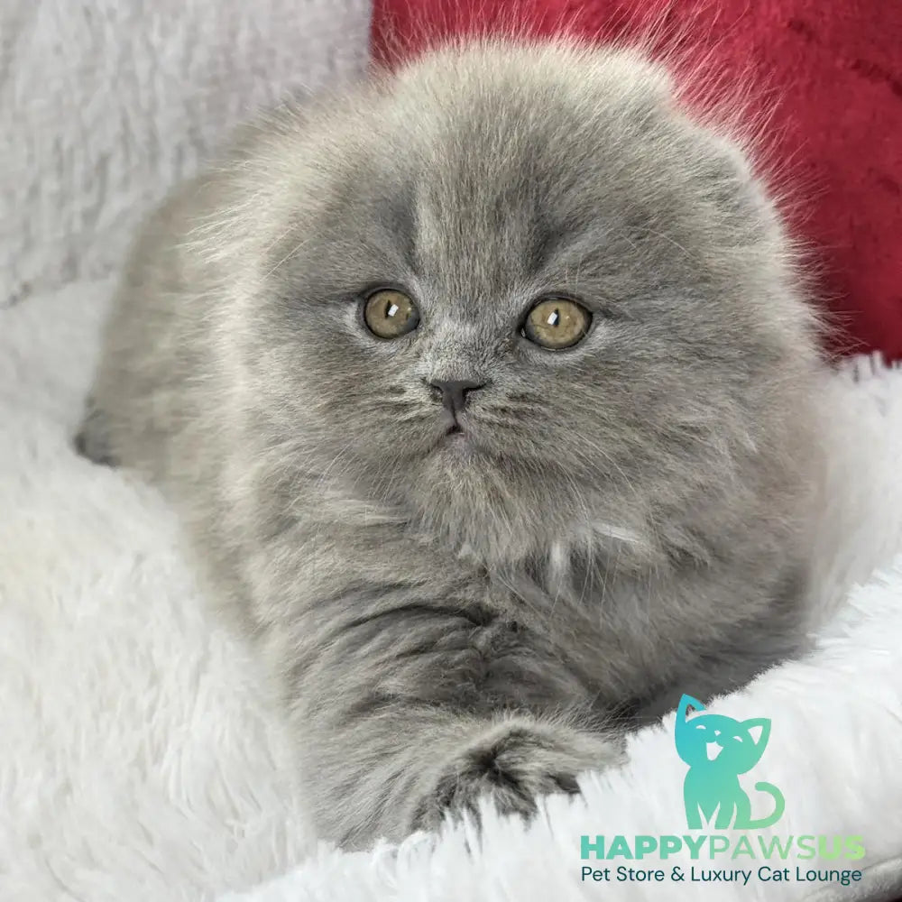 Wally Scottish Fold male blue - live animals