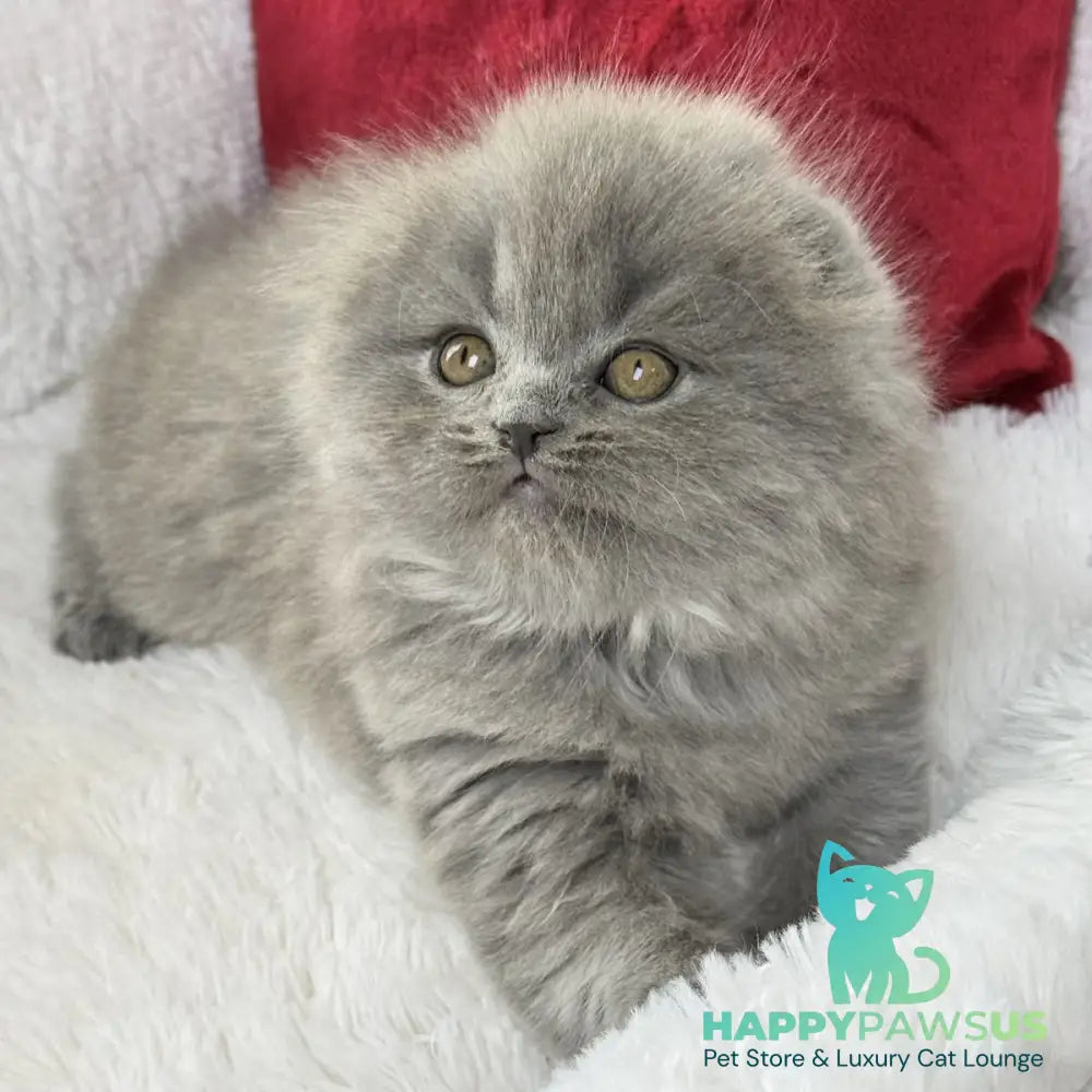 Wally Scottish Fold male blue - live animals