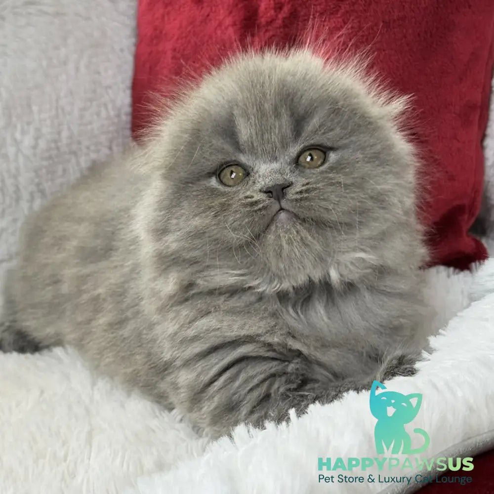 Wally Scottish Fold male blue - live animals