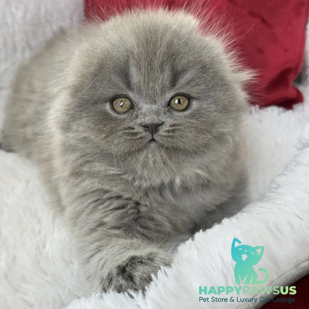 Wally Scottish Fold male blue - live animals