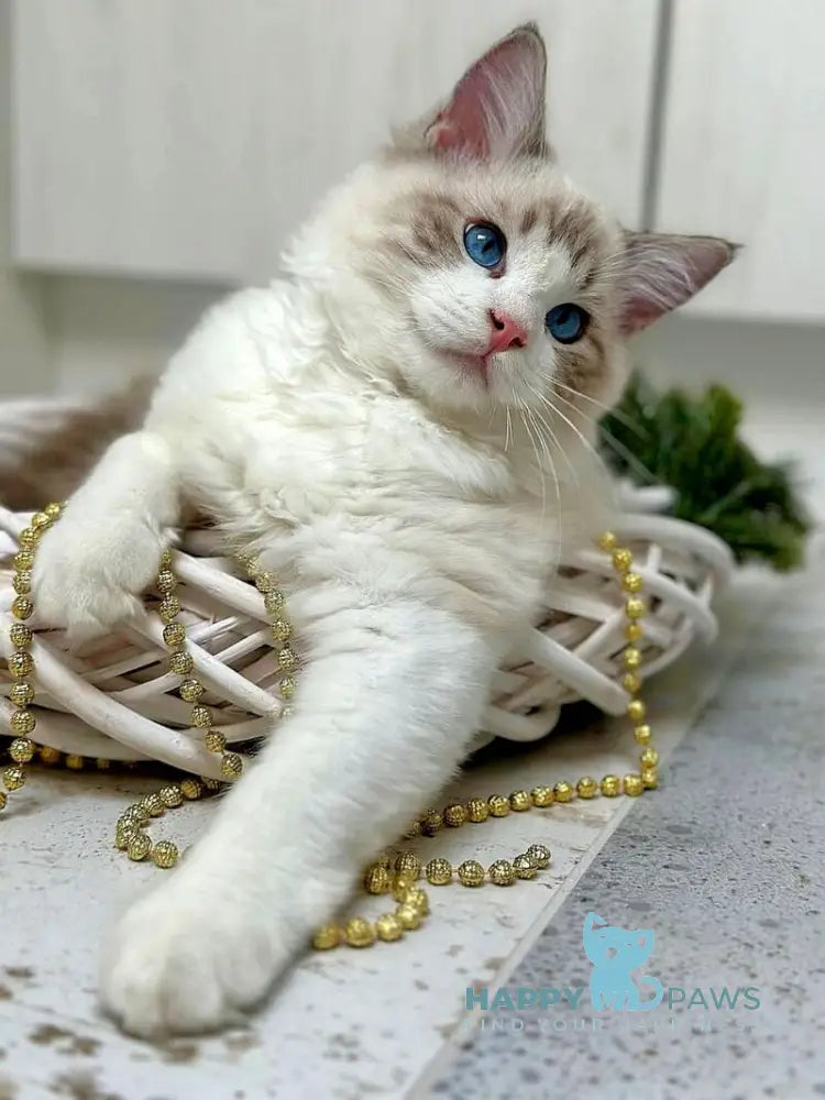 Wallys Ragdoll male black tabby bicolour live animals