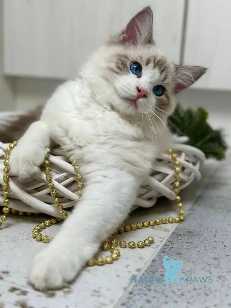 Wallys Ragdoll male black tabby bicolour live animals