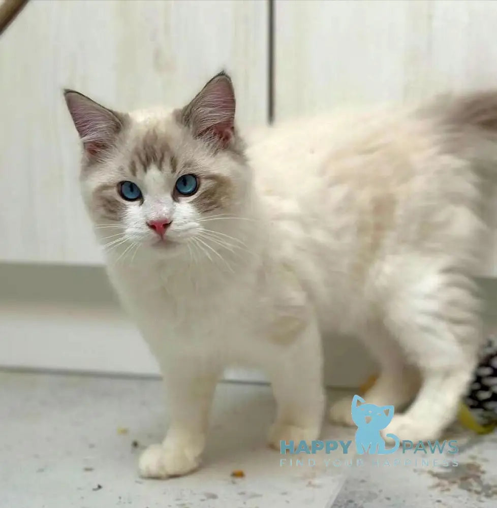 Wallys Ragdoll male black tabby bicolour live animals