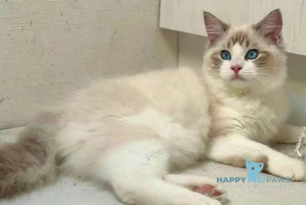 Wallys Ragdoll male black tabby bicolour live animals