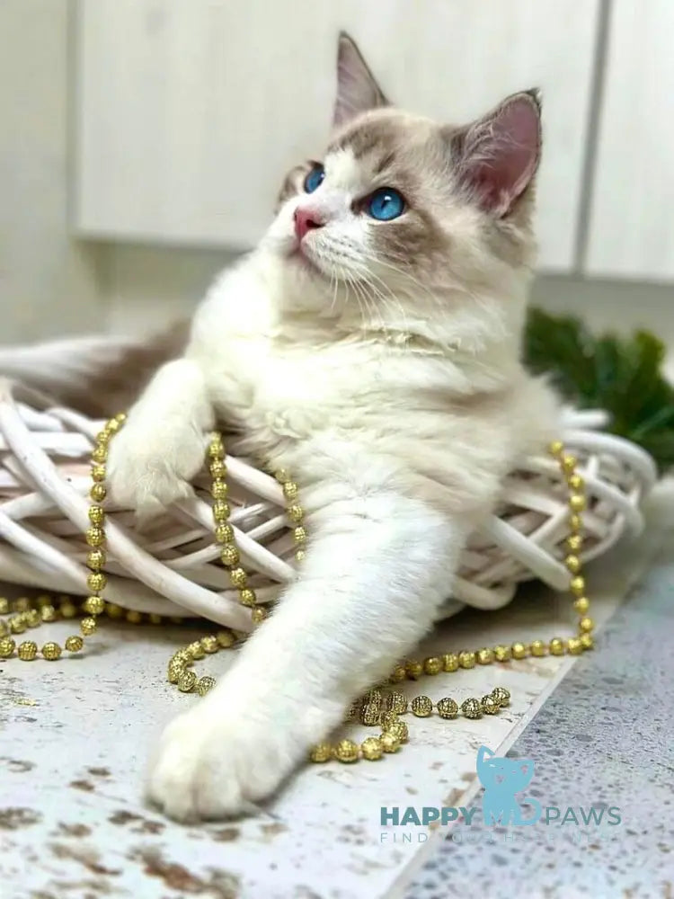 Wallys Ragdoll male black tabby bicolour live animals