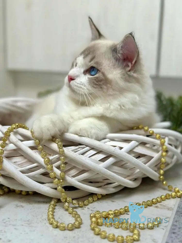 Wallys Ragdoll male black tabby bicolour live animals