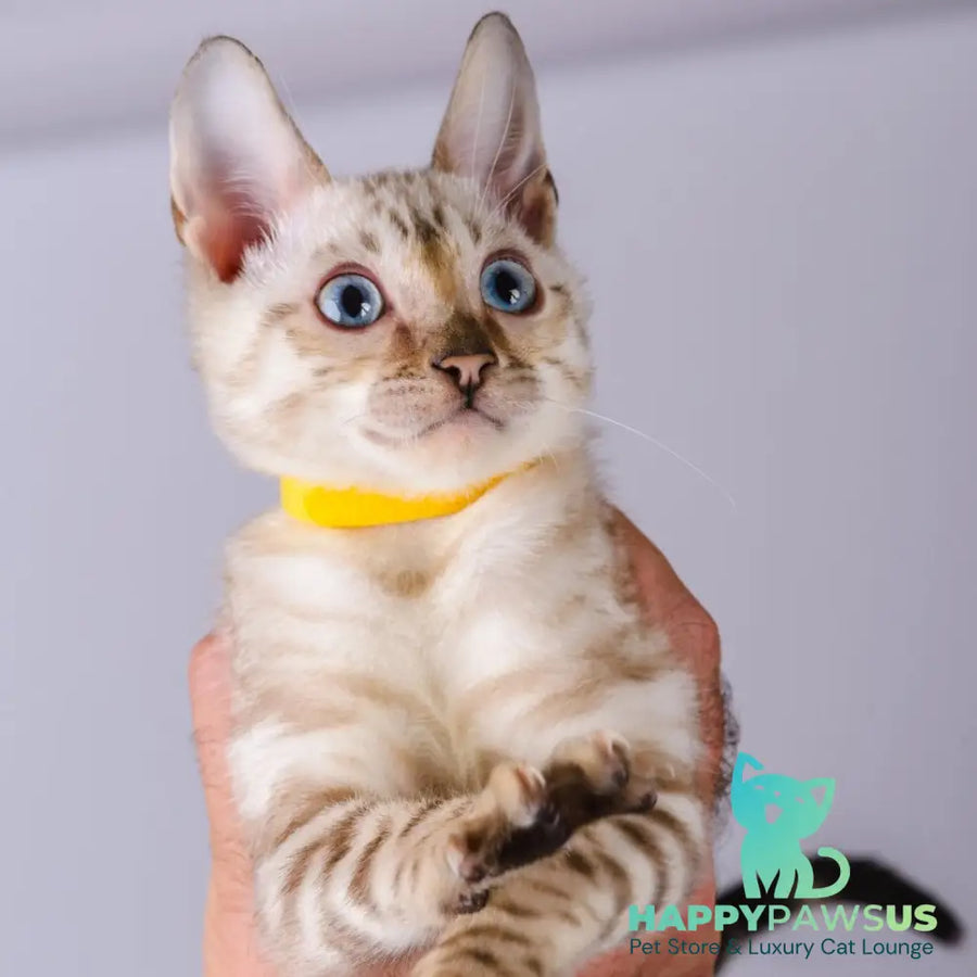 Walter Bengal male black spotted tabby pointed - live animals