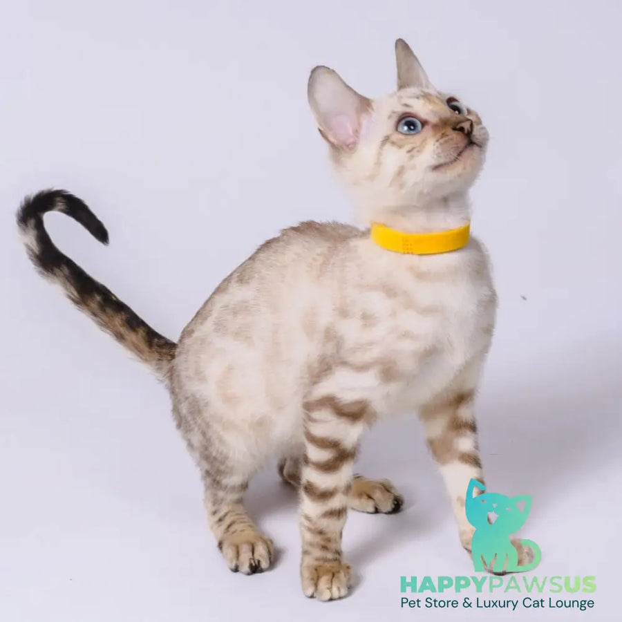 Walter Bengal male black spotted tabby pointed - live animals
