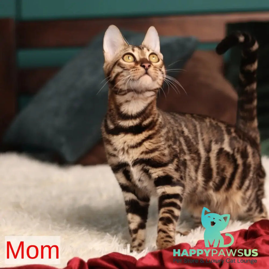 Walter Bengal male black spotted tabby pointed - live animals