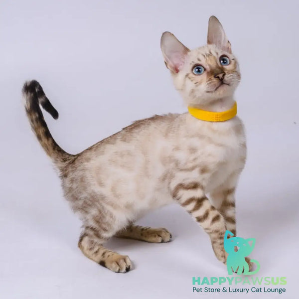 Walter Bengal male black spotted tabby pointed - live animals