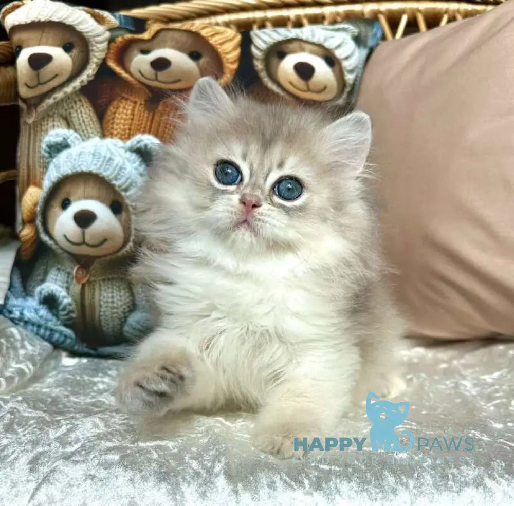Walter British Longhair male blue golden chinchilla live animals