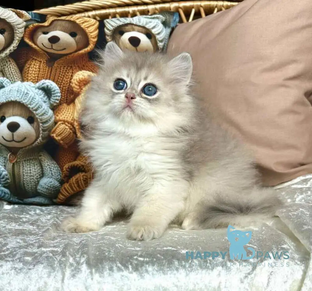 Walter British Longhair male blue golden chinchilla live animals