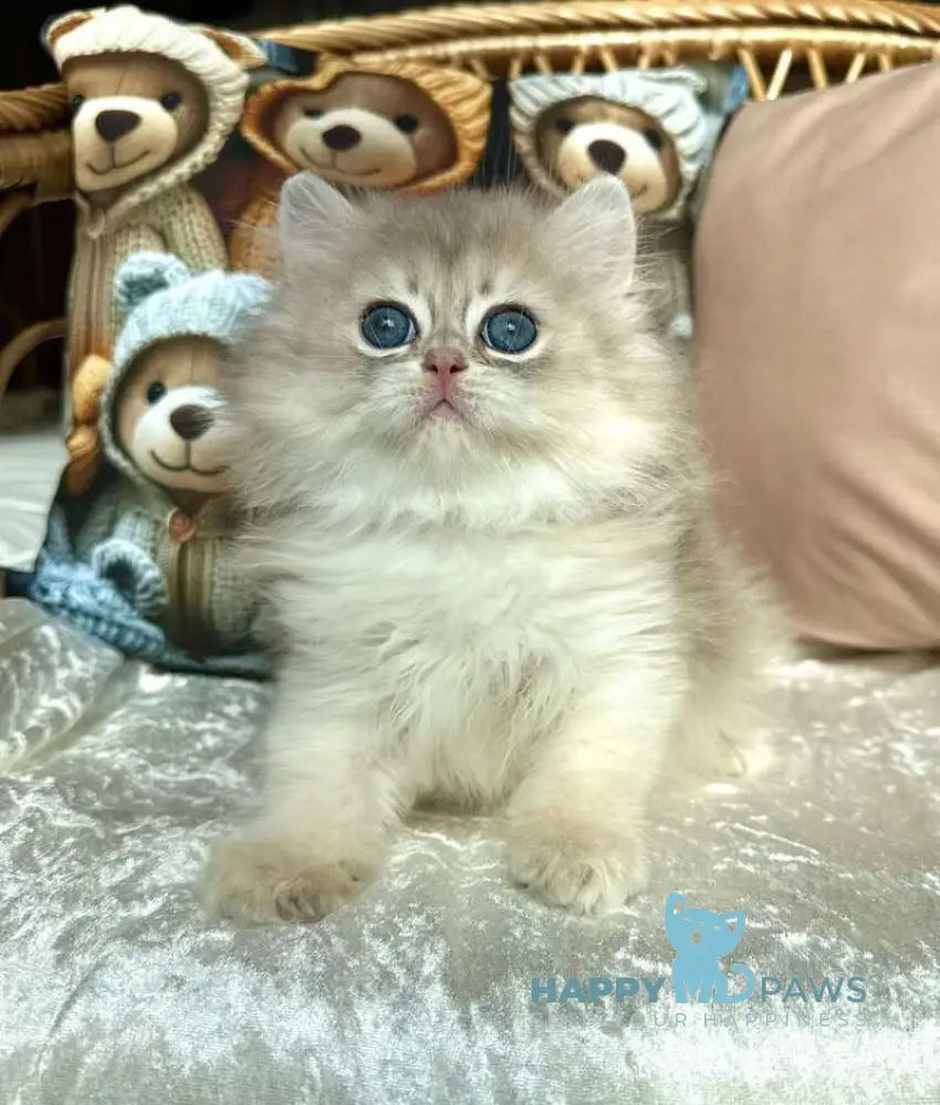Walter British Longhair male blue golden chinchilla live animals