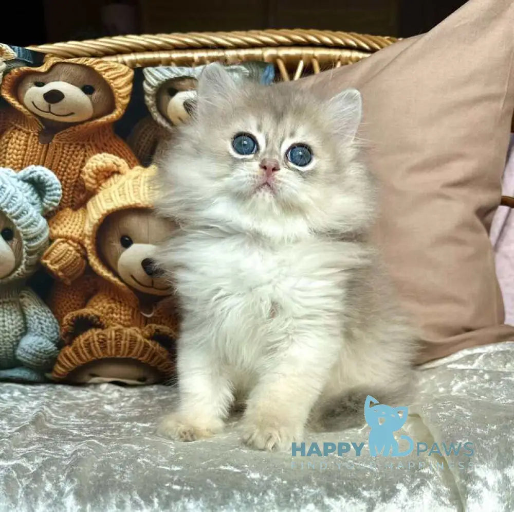 Walter British Longhair male blue golden chinchilla live animals