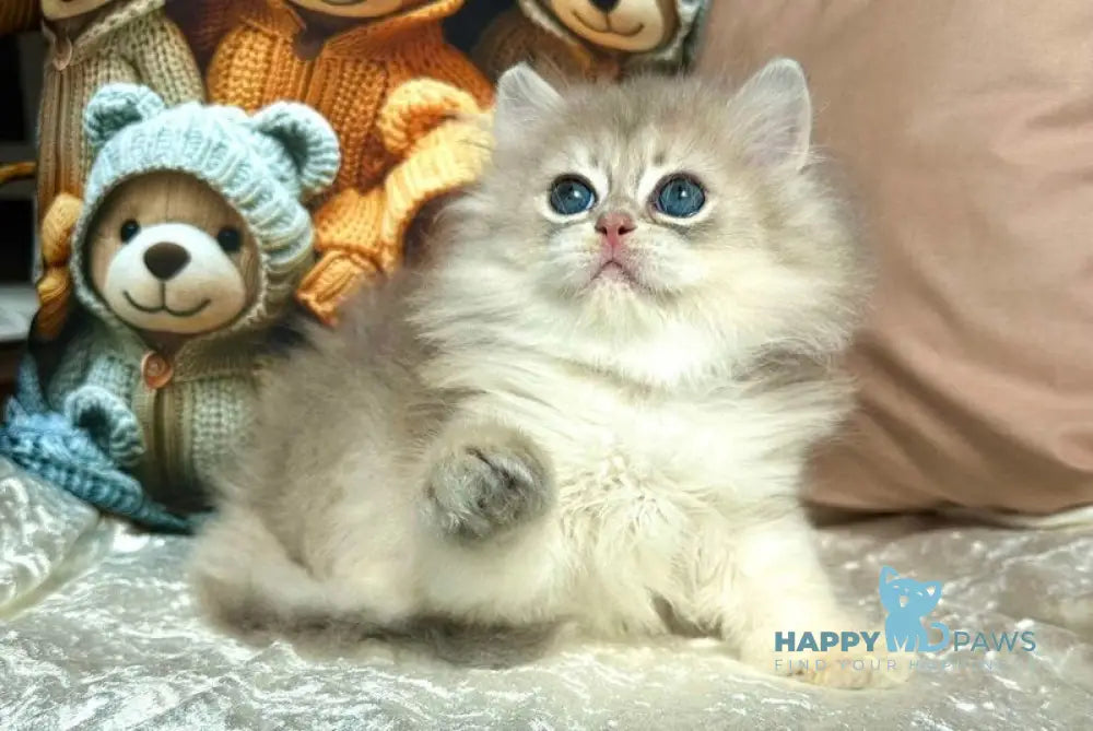 Walter British Longhair male blue golden chinchilla live animals