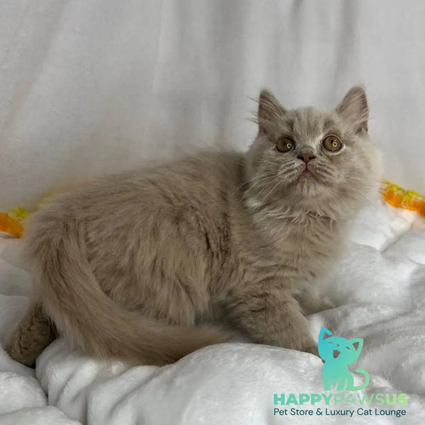 Walter British Longhair male lilac - live animals