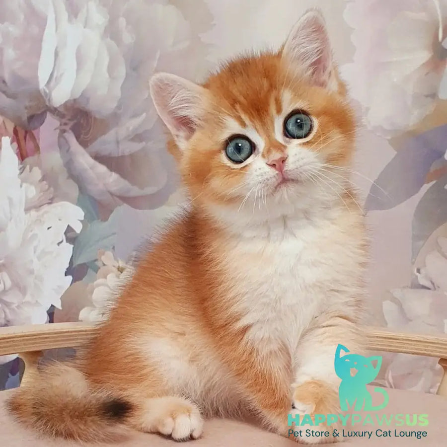 Walter British Shorthair male black golden chinchilla - live animals