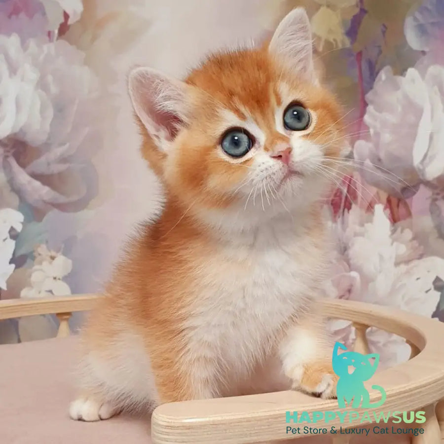 Walter British Shorthair male black golden chinchilla - live animals