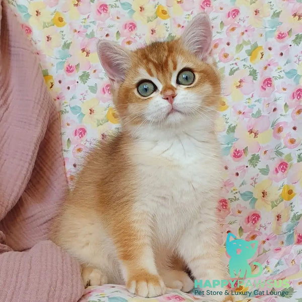 Walter British Shorthair male black golden chinchilla - live animals