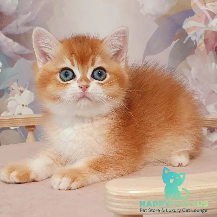 Walter British Shorthair male black golden chinchilla - live animals