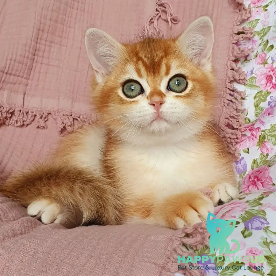 Walter British Shorthair male black golden chinchilla - live animals