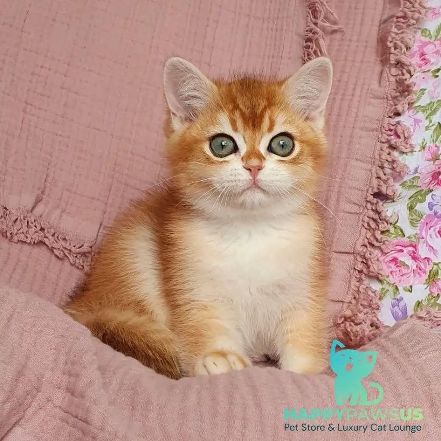 Walter British Shorthair male black golden chinchilla - live animals